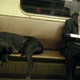 Image for article titled Congress May Soon Let Us Bring Dogs on Special Squee Trains